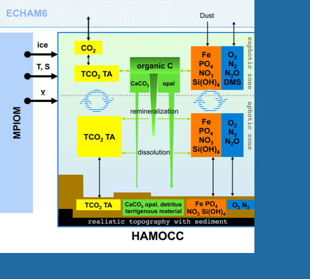 HAMOCC